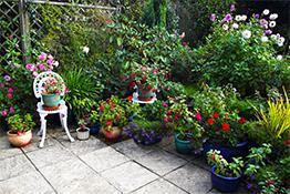 Rośliny ozdobne w ogrodzie