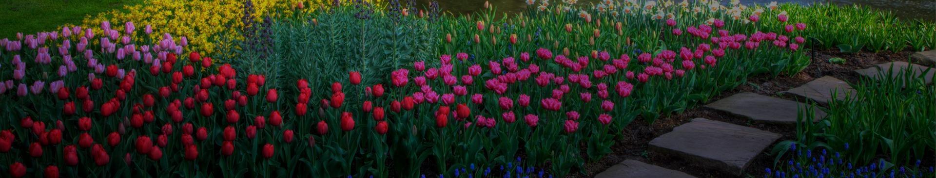 Slajd 3 - Ogródek z kolorowymi kwiatami